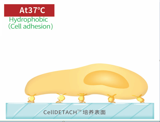 At 37°C, the thermosensitive polymer coating is slightly curled, showing mild hydrophobicity, making it more conducive to cell attachment