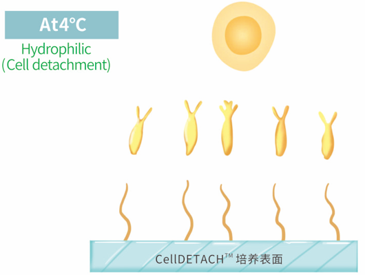 At 4°C, the thermosensitive polymer coating turns into a stretched state, displaying hydrophilicity, beneficial for the shedding of adherent cells