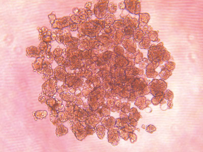 It has been verified by different cell culture tests that there is almost no cell attachment on the surface and enables cell spheroid culture in a rapid