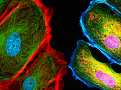 Free of autofluorescence, offering excellent imaging performance for applications such as fluorescence microscopy, laser confocal microscopy, fluorescence in situ hybridization (FISH), and phase-contrast microscopy